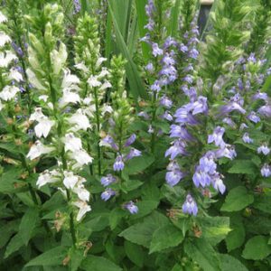 Figure 38. Great blue lobelia, Lobelia siphilitica (Photo credit: Kerry Woods CC BY-NC-ND 4.0)