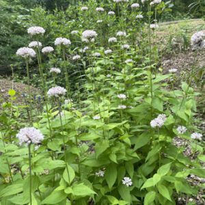 Figure 39. Broadleaf Barbara’s buttons, Marshallia trinervia (Photo credit: © frang, some rights reserved (CC-BY-NC))