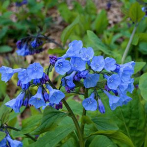 Figure 91. Virginia bluebells, Mertensia virginica