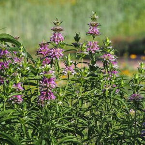Figure 107. Lemon bee balm, Monarda citriodora