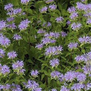 Figure 40. Wild bergamot, Monarda fistulosa (Photo credit: Dan Mullen CC BY-NC-ND 2.0)