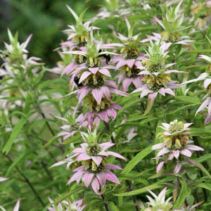 Figure 41. Spotted bee balm, Monarda punctata