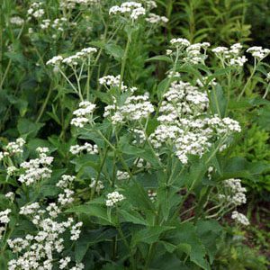Figure 42. Wild quinine, Parthenium integrifolium