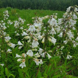 Figure 43. Foxglove beardtongue, Penstemon digitalis (Photo credit: © chri3357, some rights reserved (CC-BY-NC))
