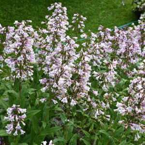 Figure 44. Eastern beardtongue, Penstemon laevigatus