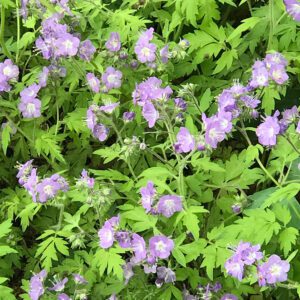 Figure 108. Fernleaf phacelia, Phacelia bipinnatifida, (Photo credit: KATHERINE WAGNER-REISS CC BY-SA 4.0)