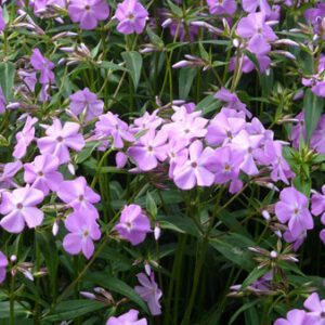 Figure 45. Carolina phlox, Phlox carolina (Photo credit: Peganum CC-BY-SA 2.0)