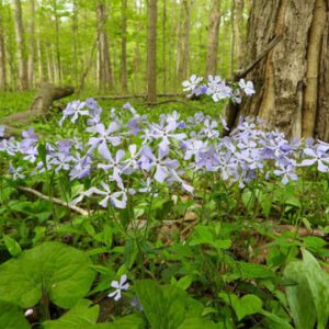 Figure 92. Eastern blue phlox, Phlox divaricata