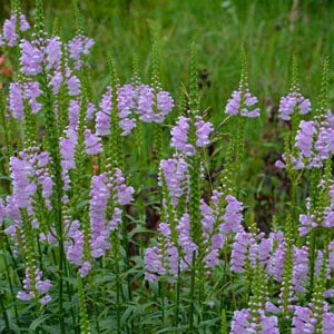 Figure 46. Obedient plant, Physostegia virginiana