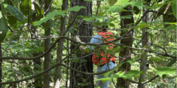 A women in an orange vest measuring a pine tree in a wooded area.