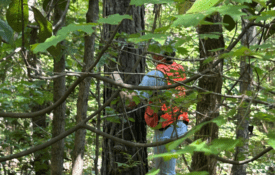 A women in an orange vest measuring a pine tree in a wooded area.