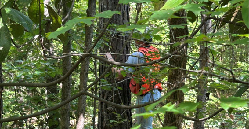A women in an orange vest measuring a pine tree in a wooded area.