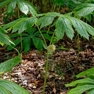 Figure 93. Mayapple, Podophyllum peltatum