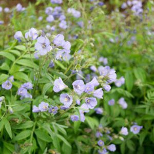 Figure 47. Jacob’s ladder, Polemonium reptans