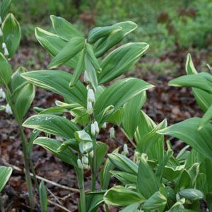 Figure 48. Solomon’s seal, Polygonatum biflorum (Photo credit: Chris Alberti CC BY 4.0)