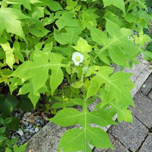 Figure 49. Whiteflower leafcup, Polymnia canadensis (Photo credit: © karenandphillip, some rights reserved (CC-BY-NC))