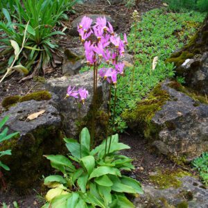 Figure 94. Eastern shooting star, Primula meadia (Photo credit: H. Zell CC BY-SA 3.0)