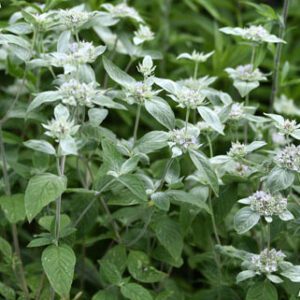 Figure 50. Hoary mountain mint, Pycnanthemum incanum (Photo credit: © Sandy Thomas, some rights reserved (CC-BY-NC))