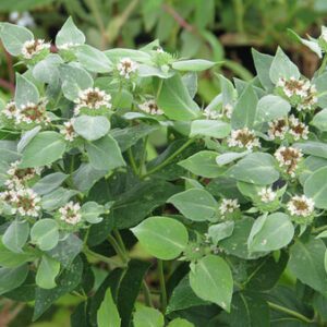 Figure 51. Clustered mountain mint, Pycnanthemum muticum (Photo credit: pegnum CC BY-SA 4.0)