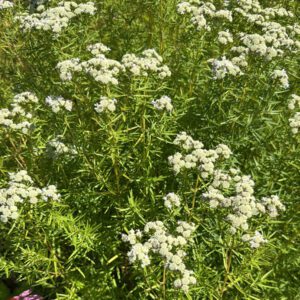Figure 52. Narrowleaf mountain mint, Pycnanthemum tenuifolium (Photo credit: © j1952, some rights reserved (CC-BY-NC))
