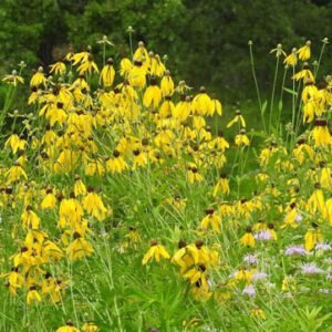 Figure 53. Gray-headed coneflower, Ratibida pinnata