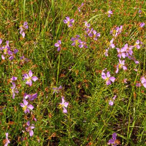 Figure 54. Pale meadow beauty, Rhexia mariana