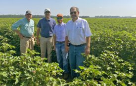 Ron Smith, Scott Graham, Josh Lee and Eddie McGriff standing in a cotton field.