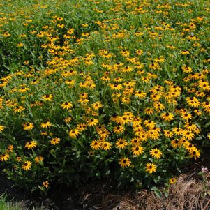 Figure 55. Black-eyed Susan, Rudbeckia fulgida (Photo credit: Jim Robbins CC BY-NC-ND 4.0)