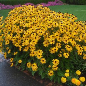Figure 56. Black-eyed Susan, Rudbeckia hirta (Photo credit: Jim Robbins CC BY-NC-ND 4.0)