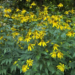 Figure 57. Cutleaf coneflower, Rudbeckia laciniata (Photo credit: © Mossy Ox, some rights reserved (CC-BY-NC))