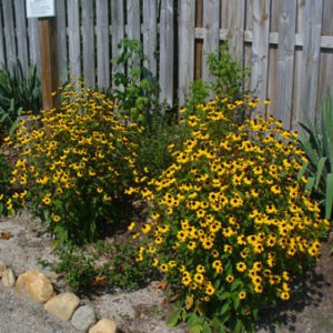 Figure 58. Brown-eyed Susan, Rudbeckia triloba (Photo credit: Susan Strine CC BY 2.0)