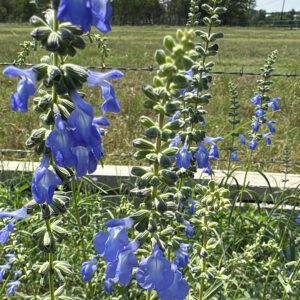 Figure 59. Blue sage, Salvia azurea (Photo credit: © Anthony Scott, some rights reserved (CC-BY-NC))