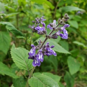 Figure 60. Nettleleaf sage, Salvia urticifolia (Photo credit: © Charles Winder, some rights reserved (CC-BY-NC))