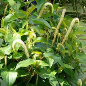 Figure 61. Lizard’s tail, Saururus cernuus (Photo credit: Scott Zona CC BY-NC 4.0)