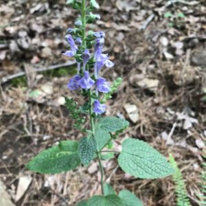 Figure 62. Heartleaf skullcap, Scutellaria ovata (Photo credit: © Eleanor G., some rights reserved (CC-BY-NC))