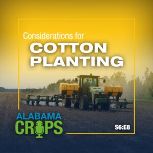 A graphic with the words Considerations for Cotton Planting and S6:E8. The background image is a planter planting cotton seed into a cover crop.