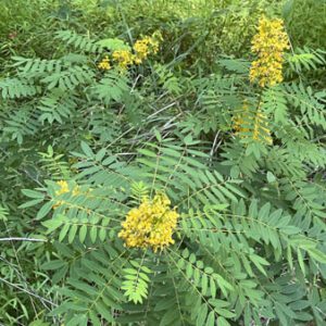 Figure 63. Wild senna, Senna marilandica (© Peggy Conner, some rights reserved (CC-BY-NC))