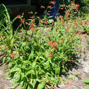 Figure 64. Fire pink, Silene virginica (Photo credit: Susan Strine CC BY 2.0)