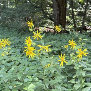 Figure 65. Starry rosinweed, Silphium asteriscus (Photo credit: © keljb26, some rights reserved (CC-BY-NC))