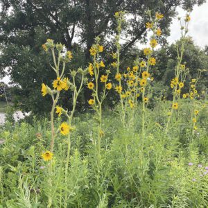 Figure 66. Compass plant, Silphium laciniatum (Photo credit: © Katya Mischenko-Mycyk, some rights reserved (CC-BY-NC))
