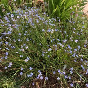 Figure 67. Blue-eyed grass, Sisyrinchium angustifolium (Photo credit: Cathy Dewitt CC BY 4.0)