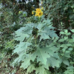 Figure 68. Bear’s foot, Smallanthus uvedalia (Photo credit: K. Andre CC BY 2.0)