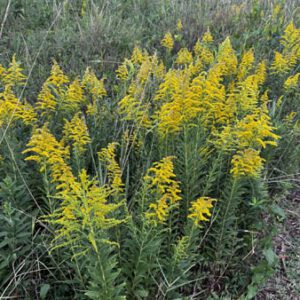 Figure 69. Tall goldenrod, Solidago altissima (Photo credit: © Jeff Garner, some rights reserved (CC-BY-NC))