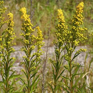 Figure 70. Field goldenrod, Solidago nemoralis (Photo credit: Dan Mullen CC BY-NC-ND 4.0)