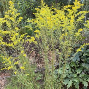 Figure 71. Sweet goldenrod, Solidago odora (Photo credit: © Luke Benjamin, some rights reserved (CC-BY-NC))