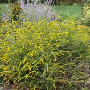 Figure 72. Wrinkle leaf goldenrod, Solidago rugosa (Photo credit: F. D. Richards CC BY-SA 4.0)