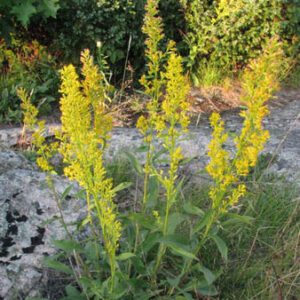 Figure 73. Showy goldenrod, Solidago speciosa (Photo credit: Kerry Woods CC BY-NC-ND 2.0)