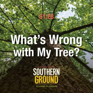 A square image from the view of someone standing under a big tree and looking up. The image has the following words S1E8 What's Wrong with My Tree? and the Southern Ground Alabama Extension logo at the bottom.
