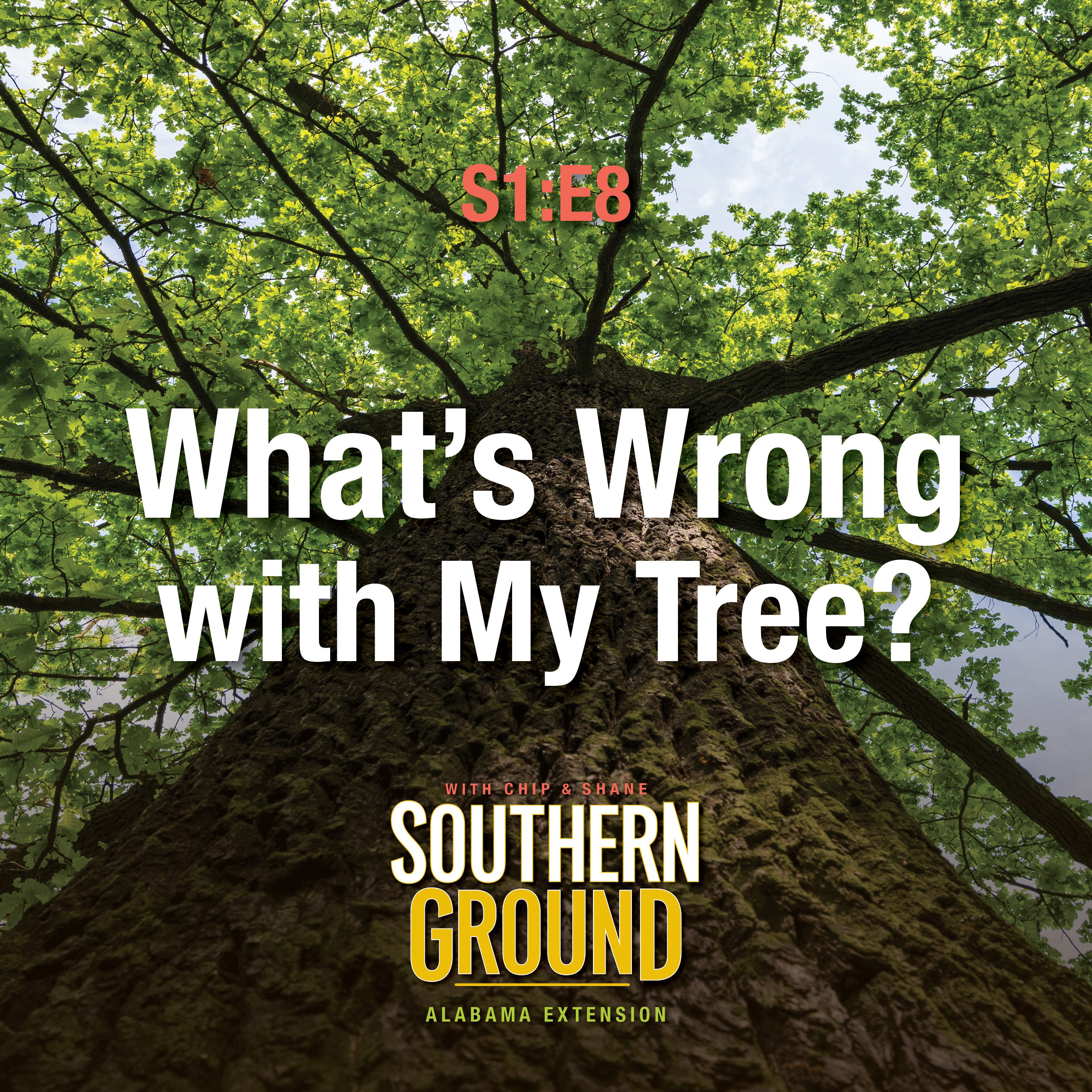 A square image from the view of someone standing under a big tree and looking up. The image has the following words S1E8 What's Wrong with My Tree? and the Southern Ground Alabama Extension logo at the bottom.