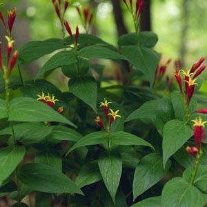 Figure 74. Indian pink, Spigelia marilandica